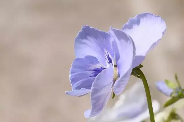 顾城写夜景的诗句,顾城的生日诗句