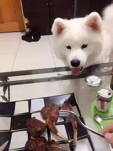 萨摩耶在家到处乱拉怎么办,萨摩耶出门总是低着头乱吃怎么办