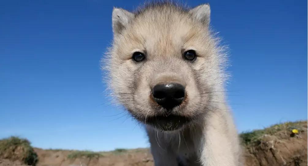 豆瓣9.8分悬疑大片,窥探电视剧豆瓣评分