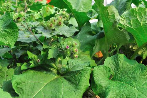 中国人在日本种植的菜,中国大量购买美国农产品是好是坏