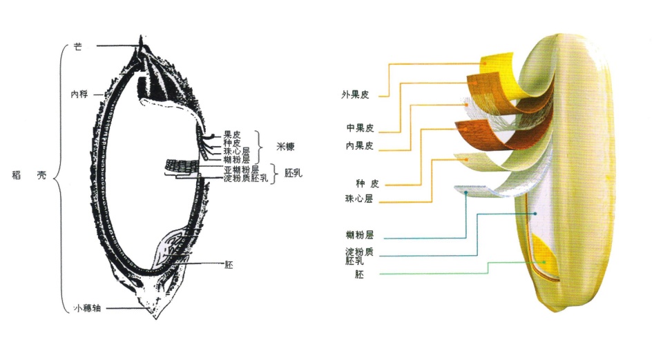 血糖高吃大麦米有用吗,血糖高吃白色糙米饭血糖升高吗