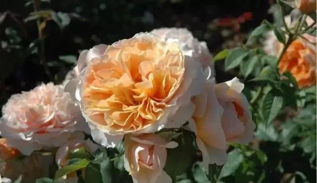 一万年一次的2020520;一起认识100种玫瑰~别送错啊