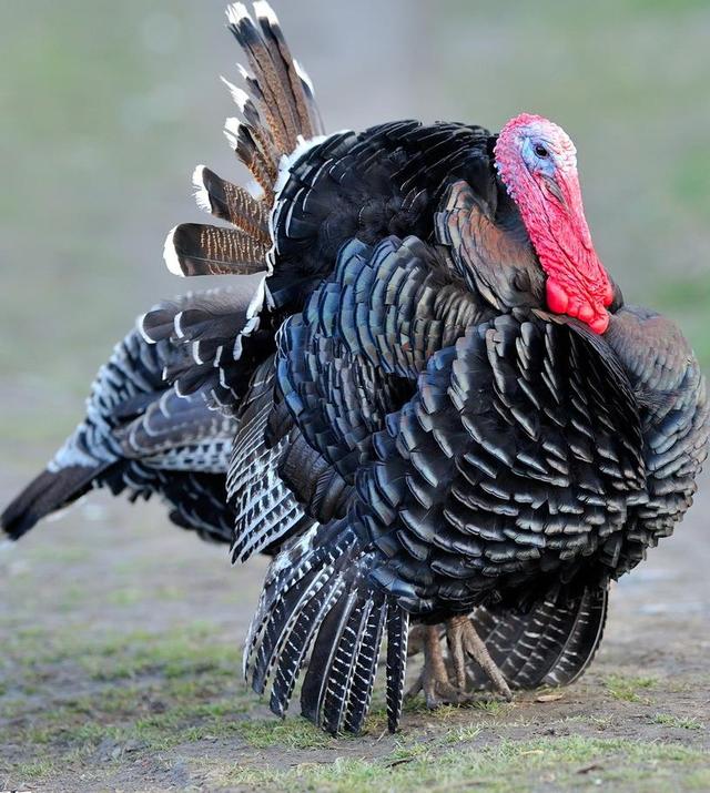 火鸡的养殖技术,火鸡养殖成本利润