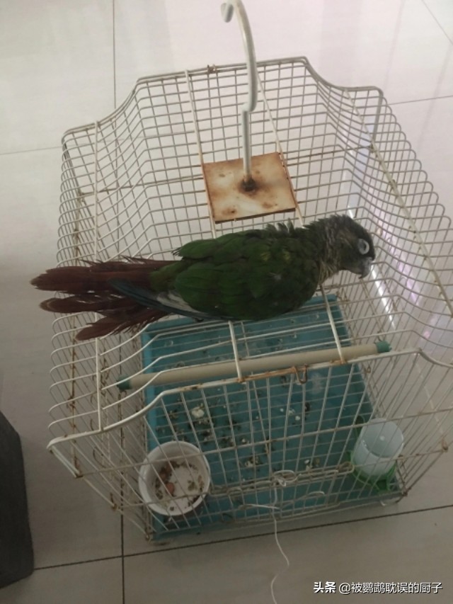鹦鹉到家容易死,鹦鹉接回来怎么养