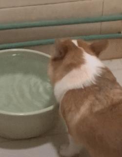 铲屎的都是因为啥和狗吵架，原谅我笑出了声