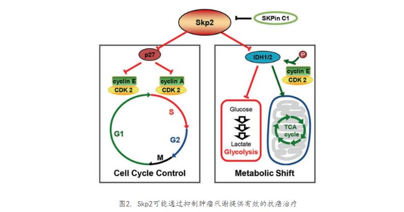 肿瘤治疗技术重大突破最新,西安交大肿瘤治疗进展