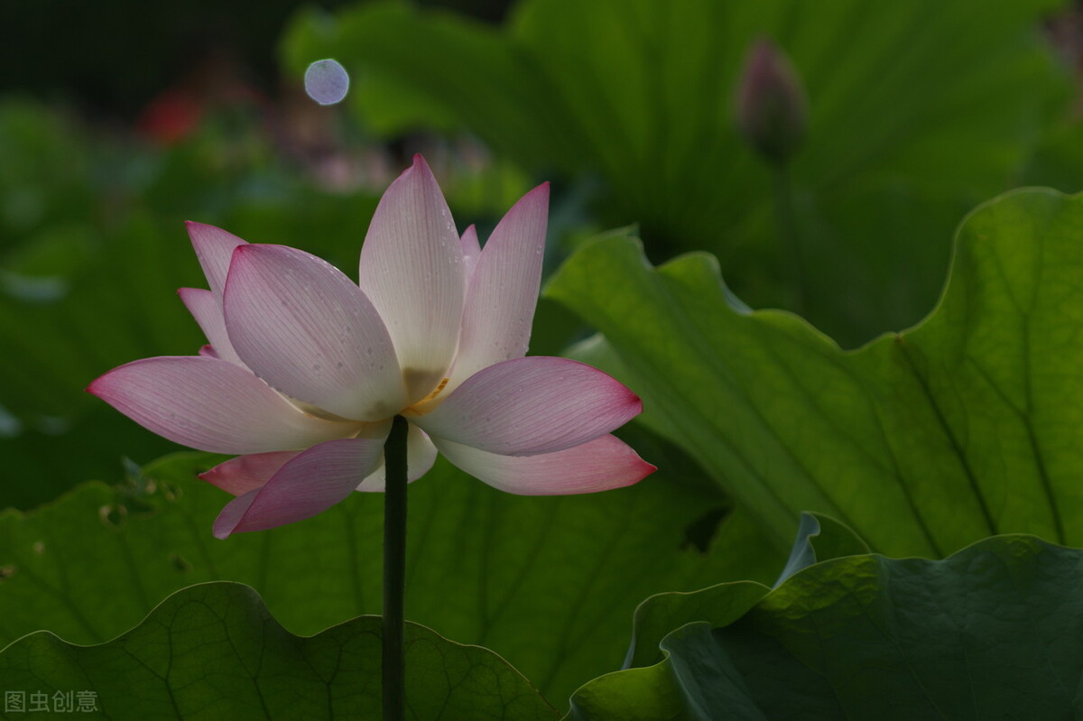 澶ф柟鏃犻殔澶ч煶甯屽０澶у櫒鏅氭垚,澶ф柟鏃犻殔澶ц薄鏃犲舰澶ф櫤鑻ユ剼