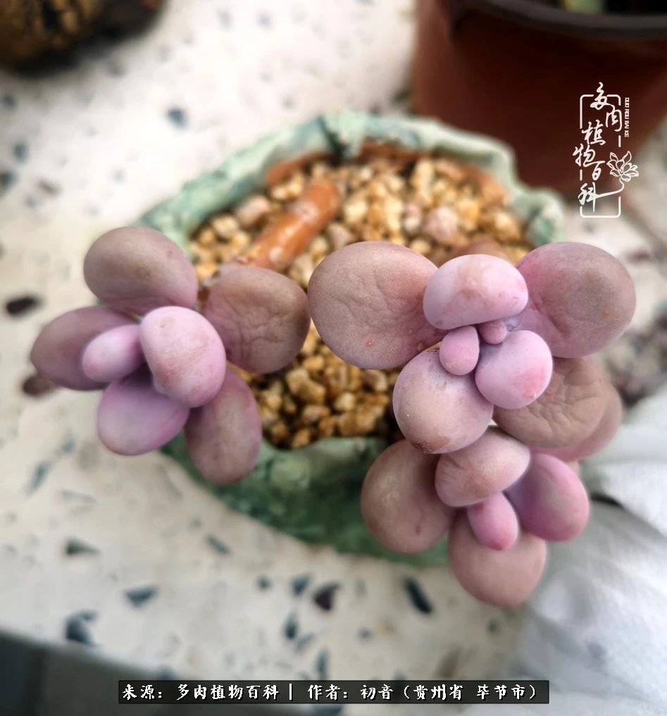 和多肉共度美好时光,与多肉一起成长