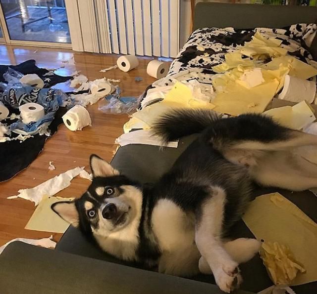 公认的无攻击性的6种狗你家有吗,什么狗忠诚攻击力高还可以养