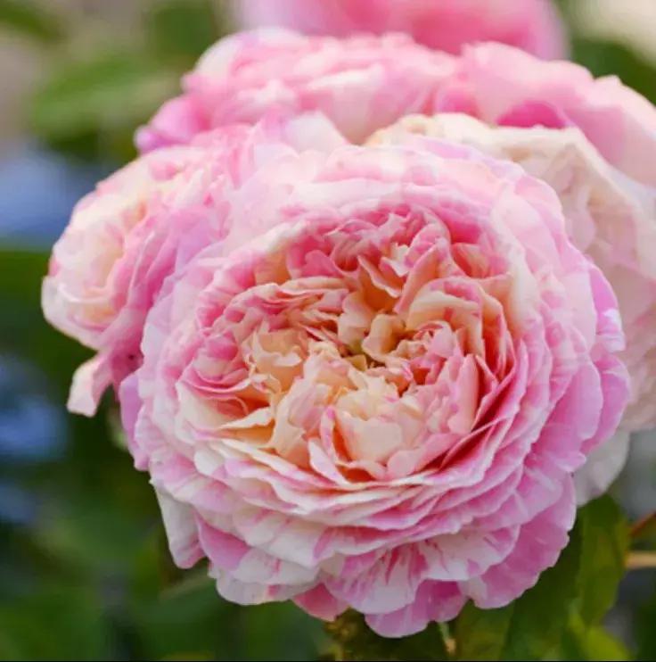 月季图鉴哪本书好,淘宝上最好养的月季品种