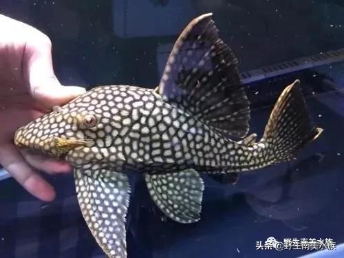 钻石皇冠豹鱼,每天认识一条鱼