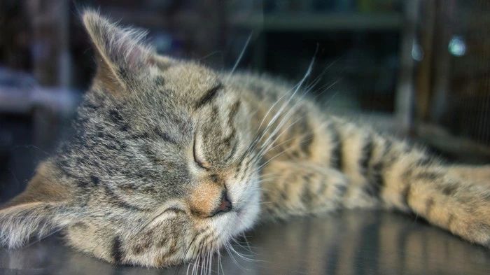 宠物店买猫中遇到的三个坑点，挑选健康幼猫需把控好细节