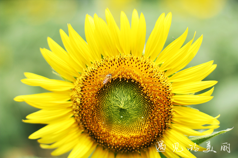 百万葵园有多坑,百万葵园免门票