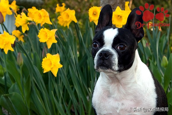 普安特狗狗外驱药怎么用,普安特狗狗药浴的用法