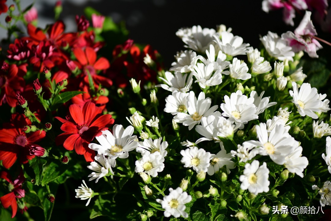 就趁现在，花园最忙碌的季节|园丁