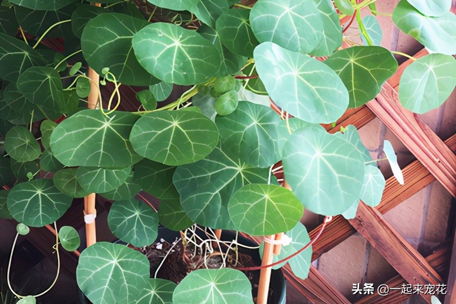 绿萝和山乌龟,山乌龟和绿萝