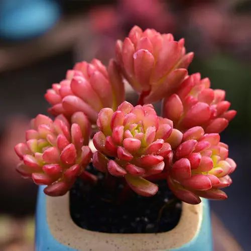 又萌又美丽好养的多肉,哪些多肉是小可爱种的