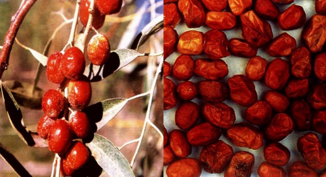 枣最有营养的吃法,枣营养素