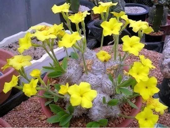 中国十大名贵稀有植物物种,全身是宝的名贵植物有哪些