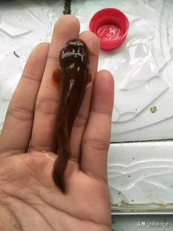 这“肉疙瘩”是竟然鱼？无鳞像虫还有毒，网友：几百元一斤