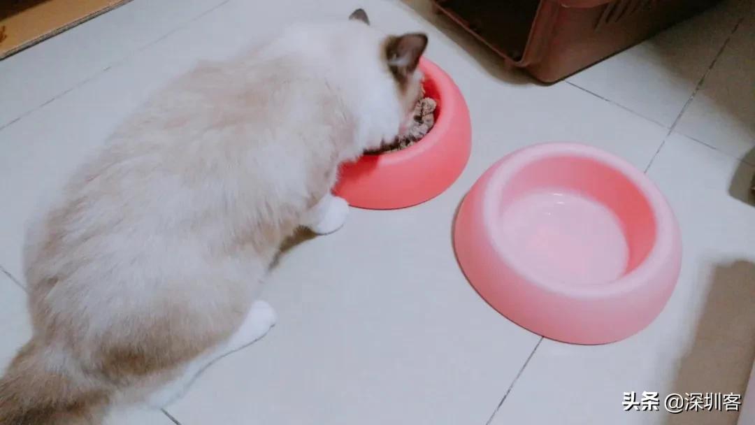 深圳猫市,深圳猫市场