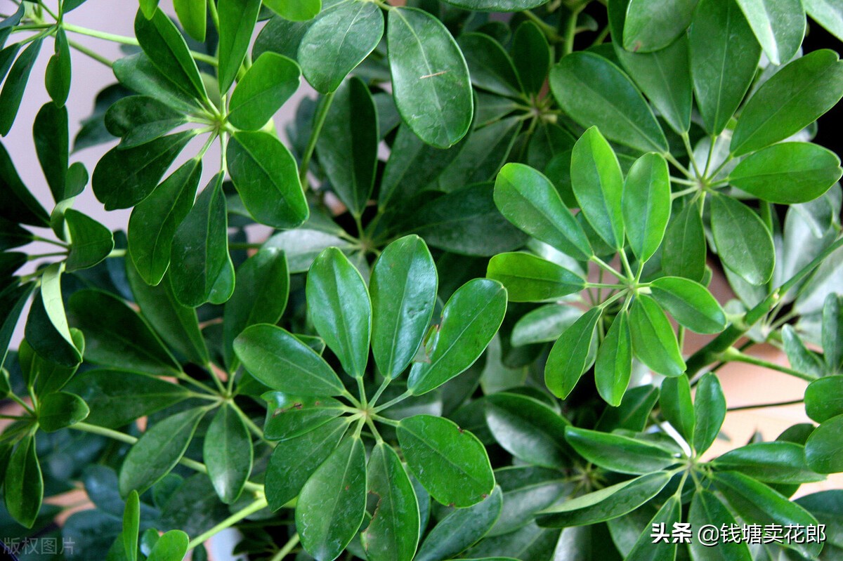 鸭掌木叶子耷拉了怎么补救,鸭掌木叶子耷拉变软是什么原因