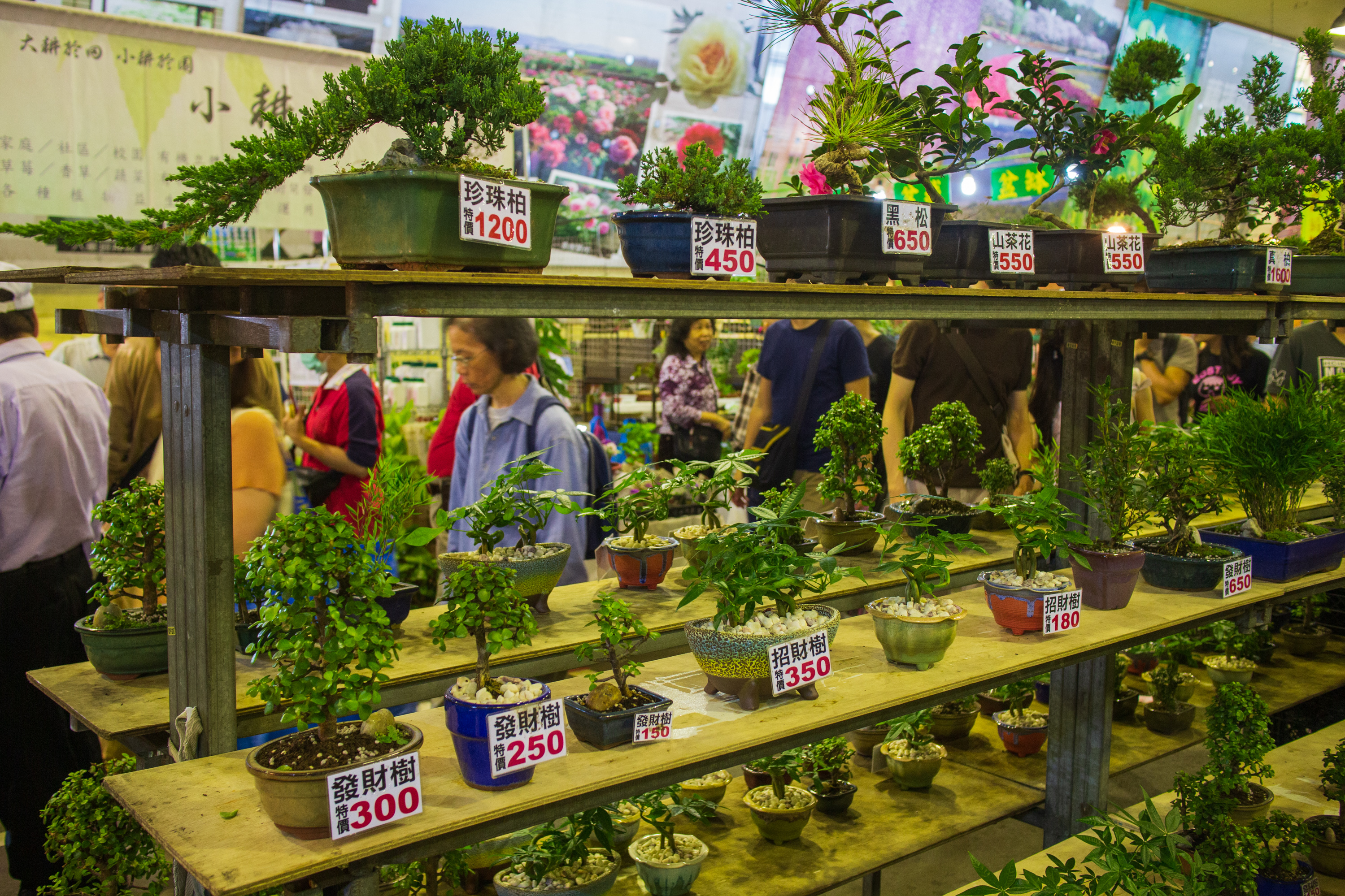 捻花惹草好去处－建国假日花市
