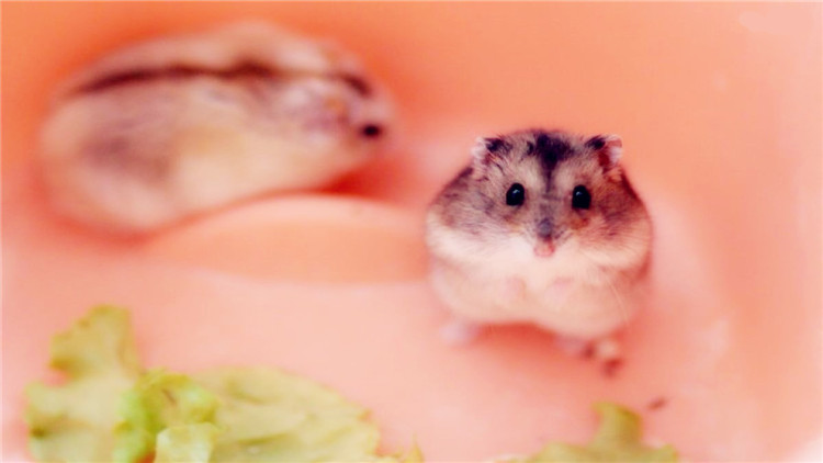 仓鼠伪冬眠24个小时了还能复活吗,仓鼠为什么会伪冬眠