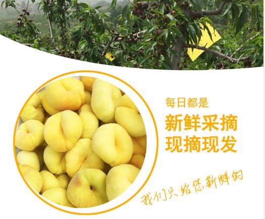 黄金蟠桃香甜美味脆甜多汁,脆甜爽口的黄金大蟠桃