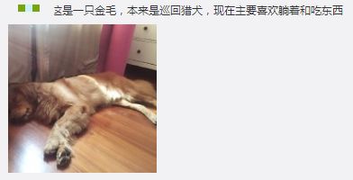 动物世界里最懒的动物是哪个,世上最懒的动物是猪