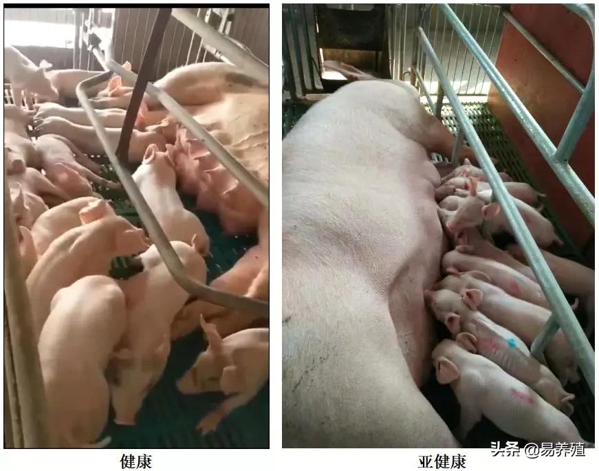 母猪亚健康怎么调理,母猪亚健康的治疗