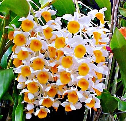 球花石斛珍稀图片,石斛球花品种大全