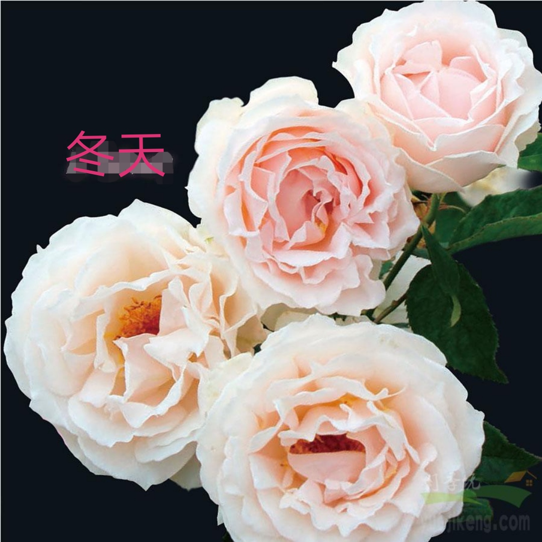 木村卓功推荐的月季,木村卓功月季