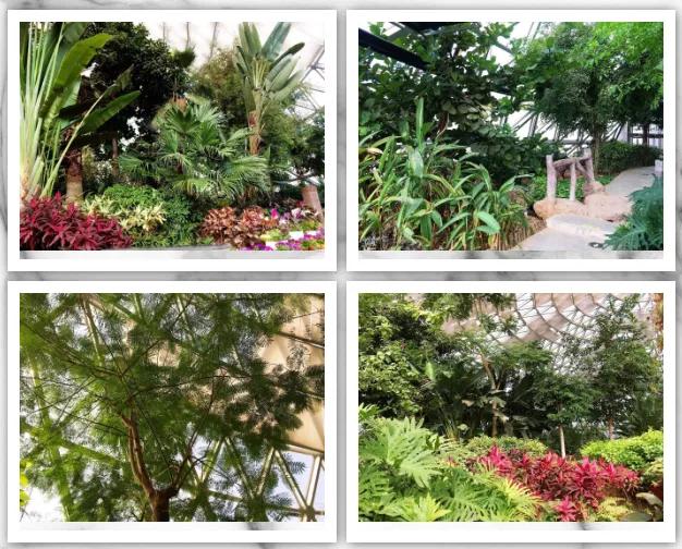 藏不住了！国庆苏州这片花海美哭了！大人小孩玩到不想走