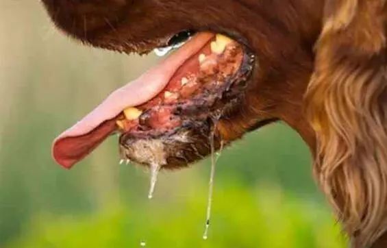 狗狗得了狂犬病征兆有哪些表现,狗狗出现哪些情况一定要打