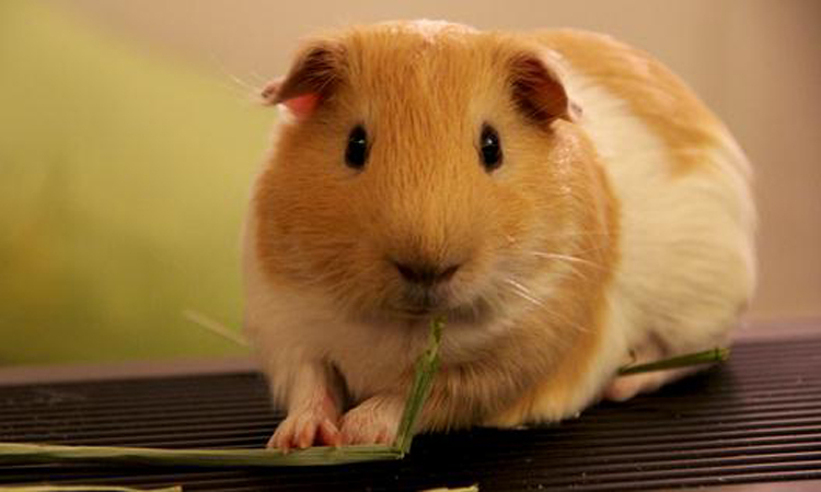 三十条冷知识大全,荷兰100条冷知识