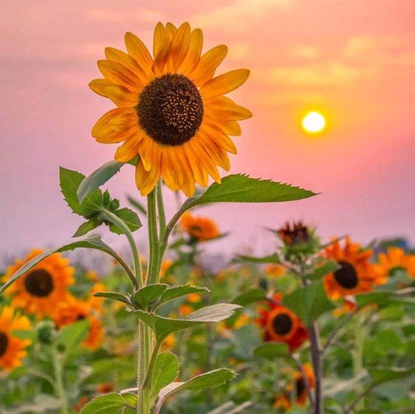 95后校花出轨：我只是犯了异地恋美女都会犯的错误！