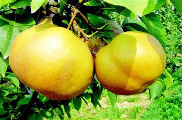 梨树病虫害防治一览表,梨树病虫害防治时间表最新