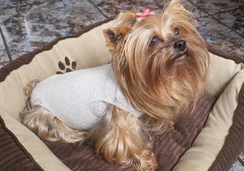 狗狗绝育大概多长时间会长胖,狗狗绝育后饮食怎么调理