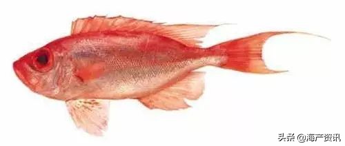 40种常见淡水鱼,45种常见海鱼名称