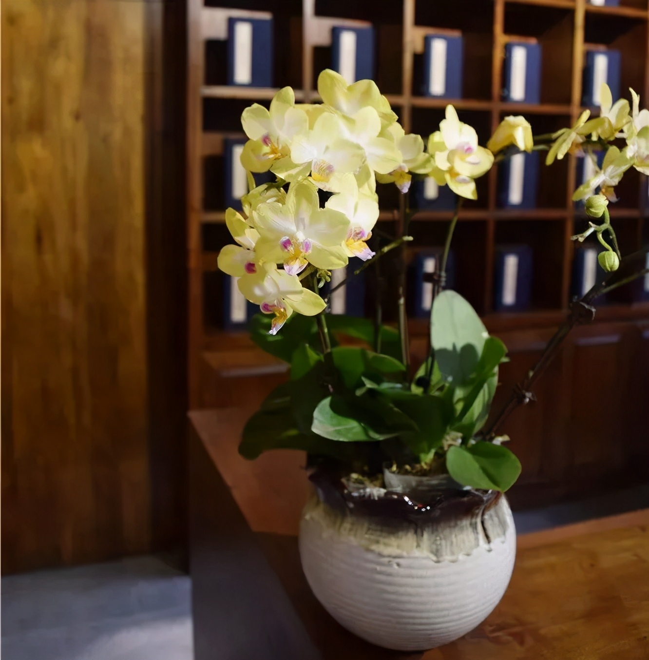 杜甫格律,乐天派辛夷