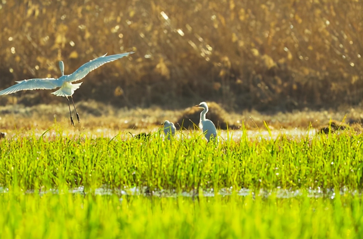 古诗里的春天，短短4句，读后便已陶醉其中
