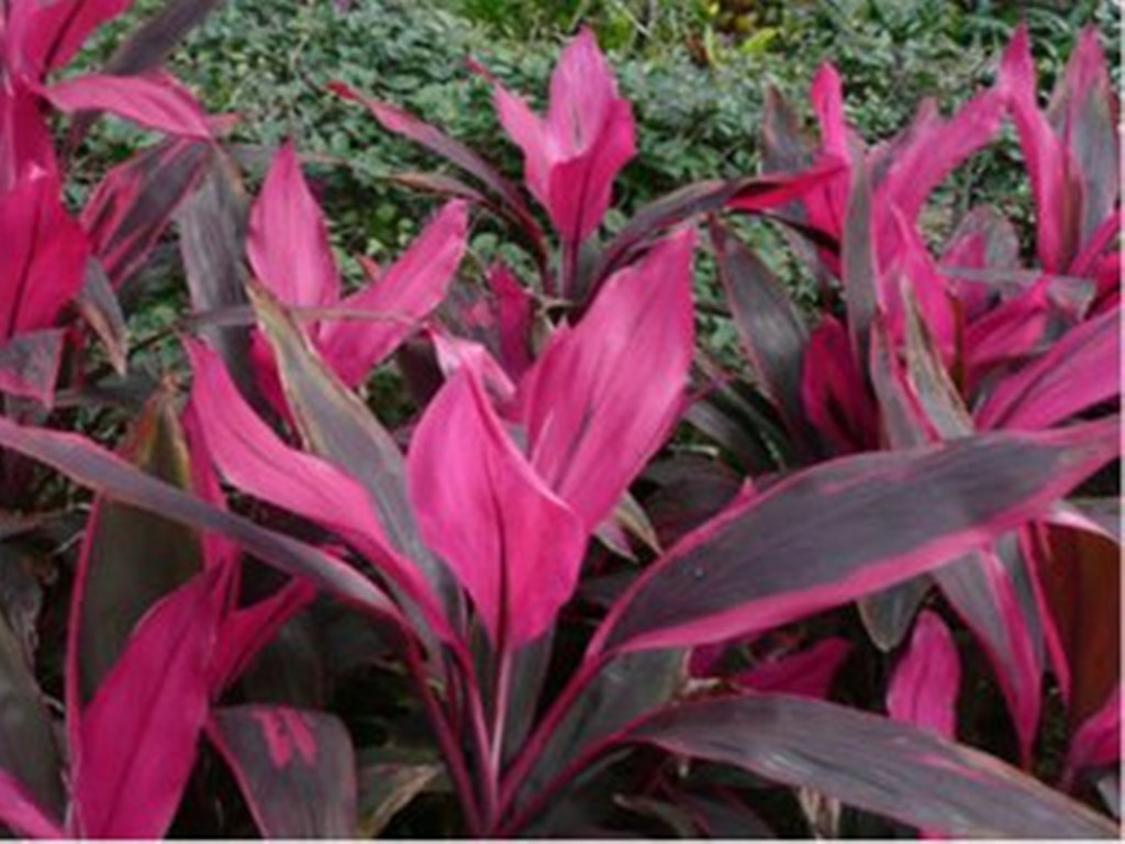 观叶植物叶尖发黄是什么原因,盆栽植物叶子发黄怎么了