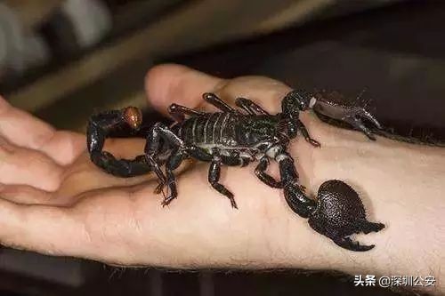 蝎子烟真的能吸吗,蝎子烟的危害