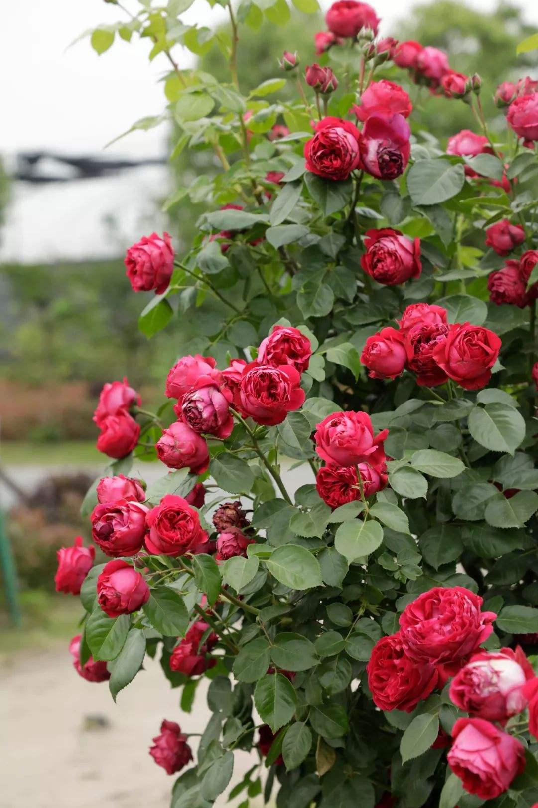 龙沙宝石红龙藤本月季,大红龙藤状月季一年开几次花