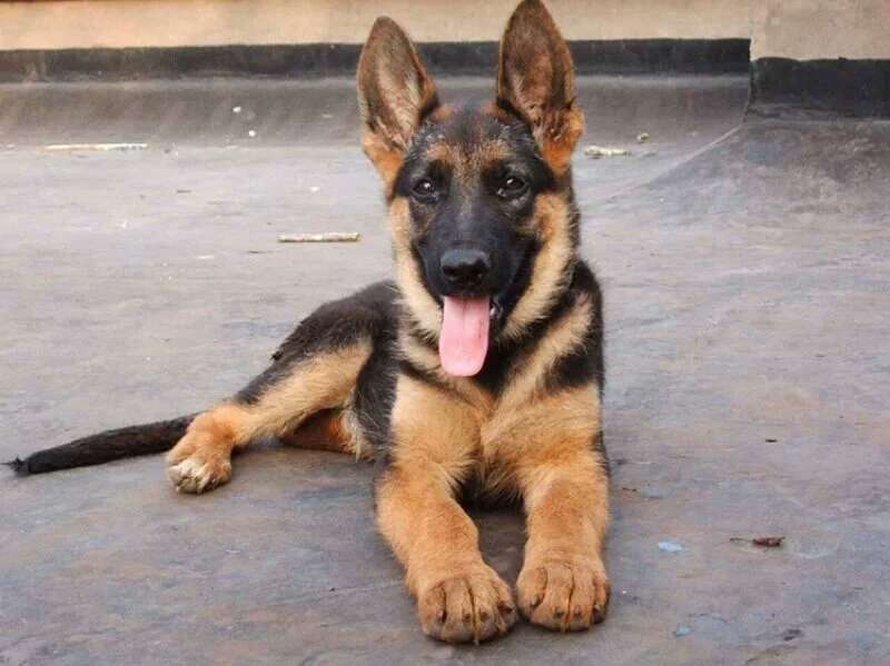 狗界中最通人性的5种狗,哪种狗最忠实护主又性格温顺