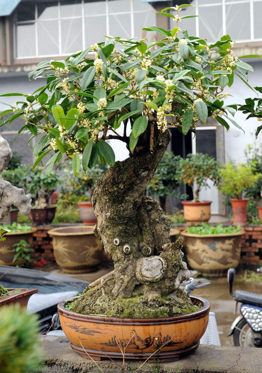 盆栽桂花树怎么不好养,盆栽桂花不茂盛怎么补救