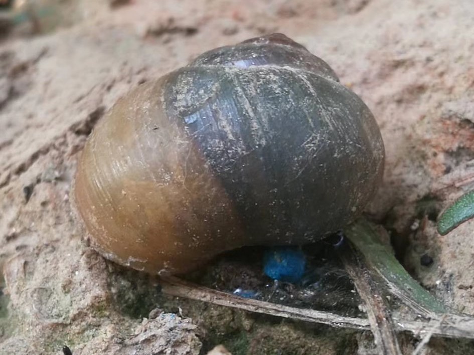 种菜怎样预防蜗牛,蔬菜上的蜗牛怎么养