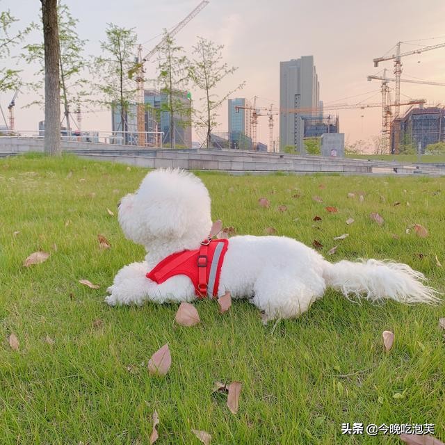 狗狗身体有腥臭味怎么解决,狗狗有腥臭味怎么办