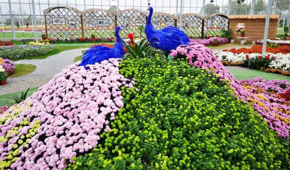 转发此推文,享绍兴平水海丰菊园半价票,更更更送自采菊花一束